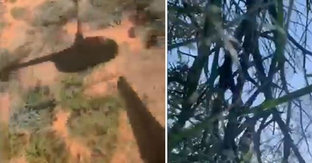 Veja o vídeo do caçador que caiu de helicóptero durante safári